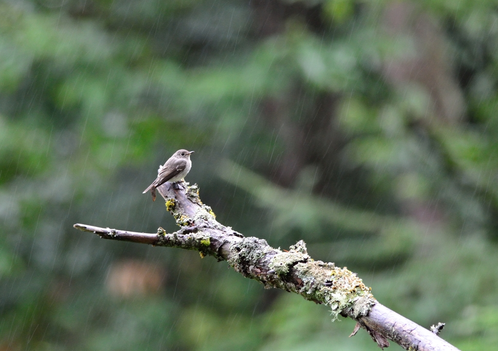 大雨、ところによりコサメ