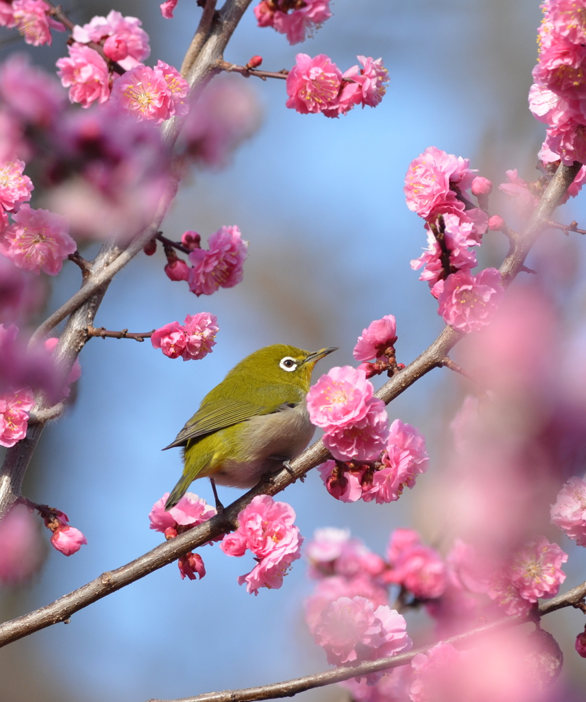 くれないの梅ジロー