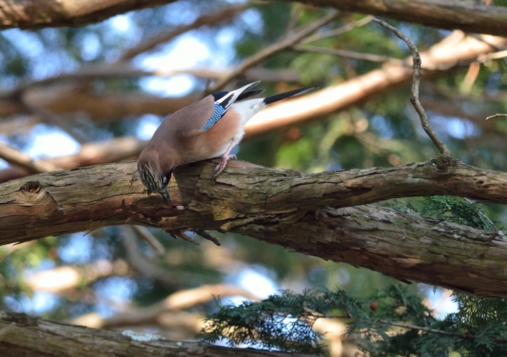 カケスの探し物