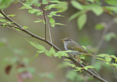緑色の鳥