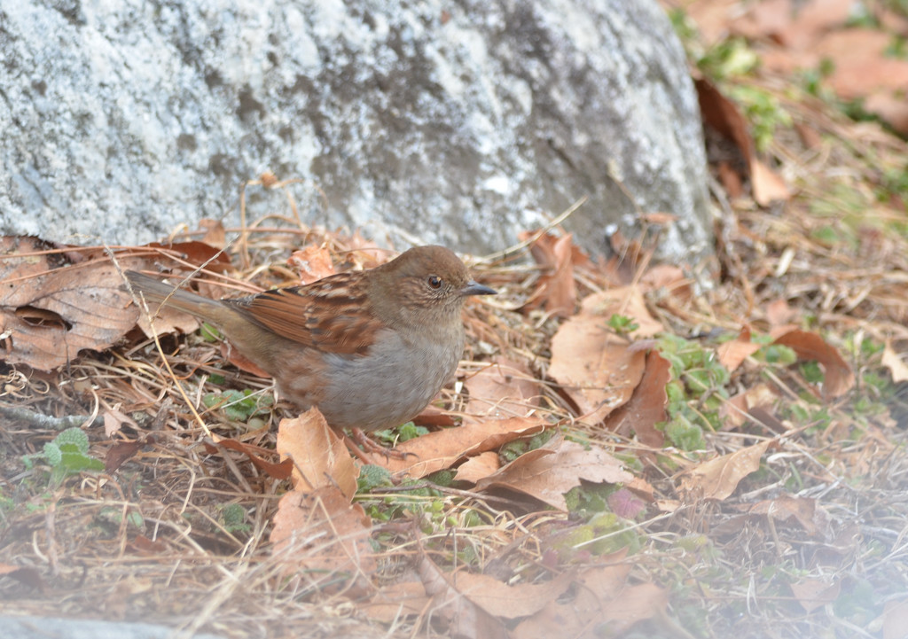 カヤクグリ