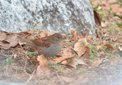 カヤクグリ