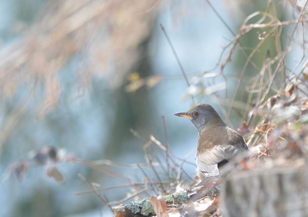 陽あたり良好！