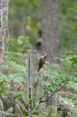 赤い頭のあおい鳥