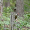 赤い頭のあおい鳥