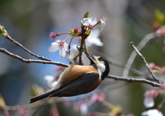 桜からのプレゼント