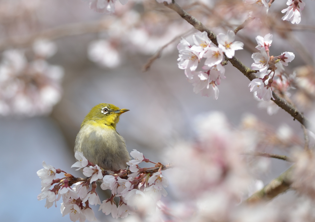 春の日差し