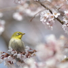 春の日差し