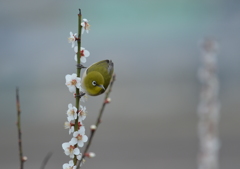 まだ寒い春