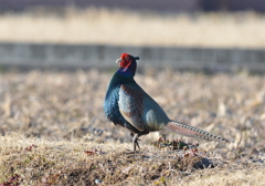 初鳴き