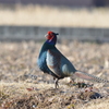 初鳴き