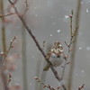 舞い落ちる雪
