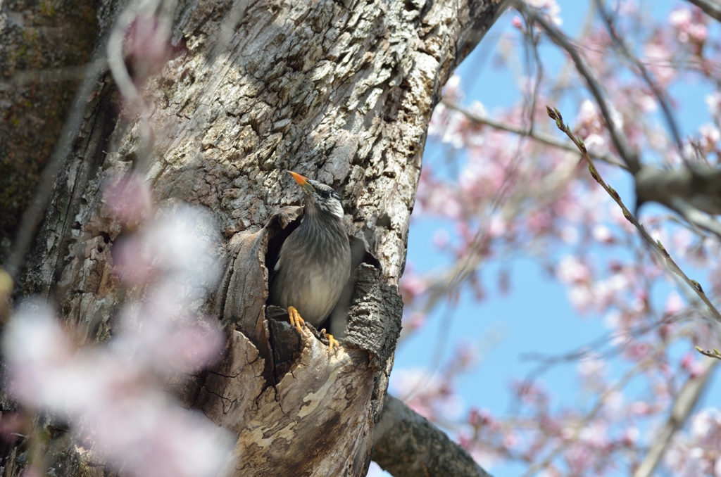 桜の木の住人