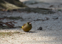 強面の小鳥