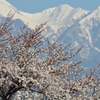 残雪と桜