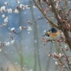 凍える花