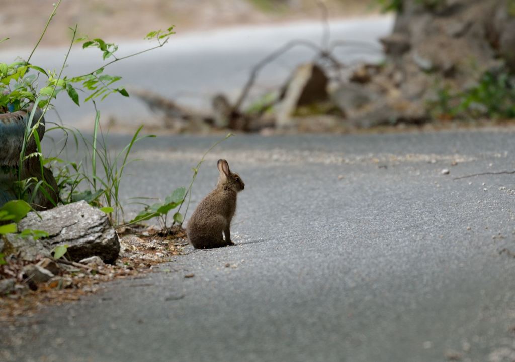 見通しのきかない道
