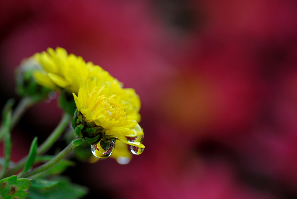 雨に濡れる花