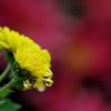 雨に濡れる花