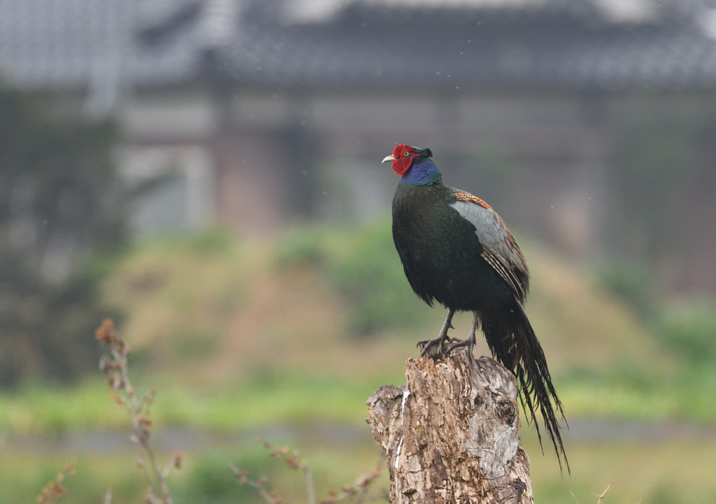 濡れる国鳥