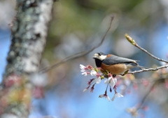 ヤマガラの探し物