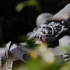 龍