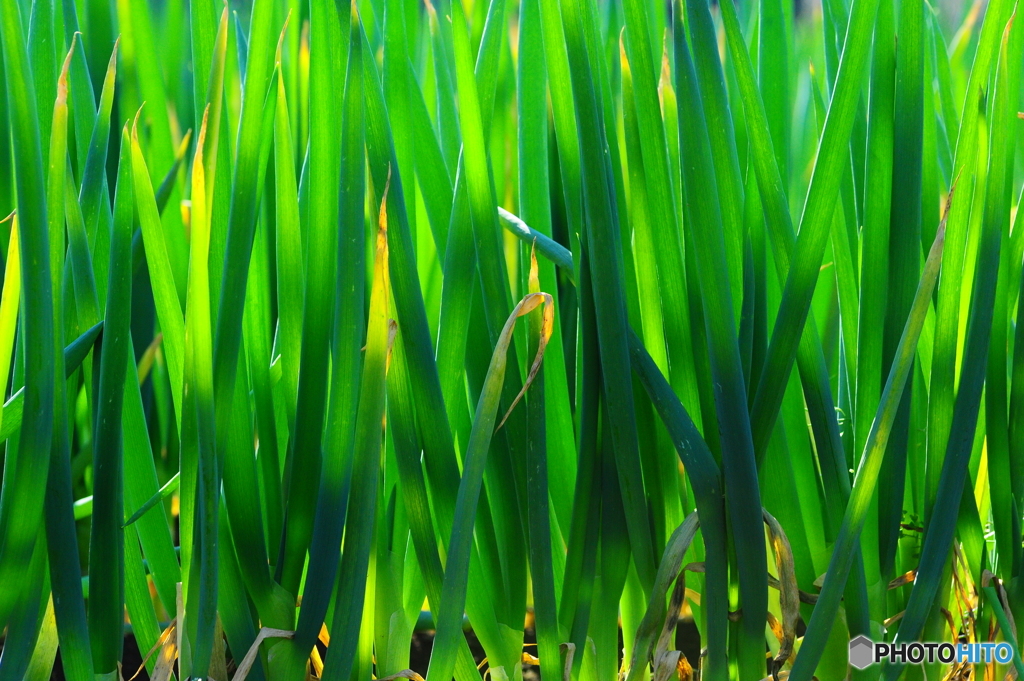 冬野菜１０