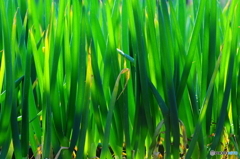 冬野菜１０