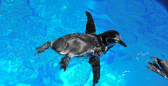 ペンギンさんー暑い！
