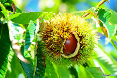 フィールドクラブ49