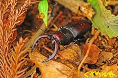 今年初のご挨拶２