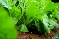 冬野菜2