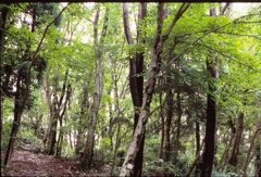夏の里山