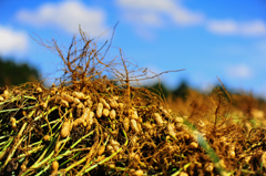 落花生ー天日干し