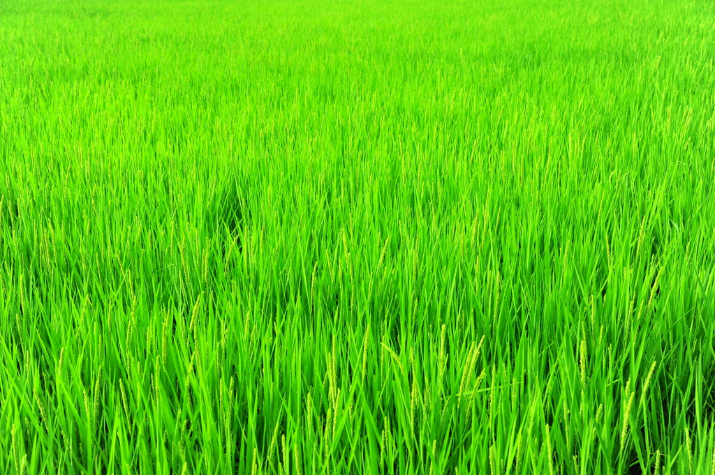 夏の強し日差しを浴びて