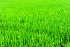 夏の強し日差しを浴びて