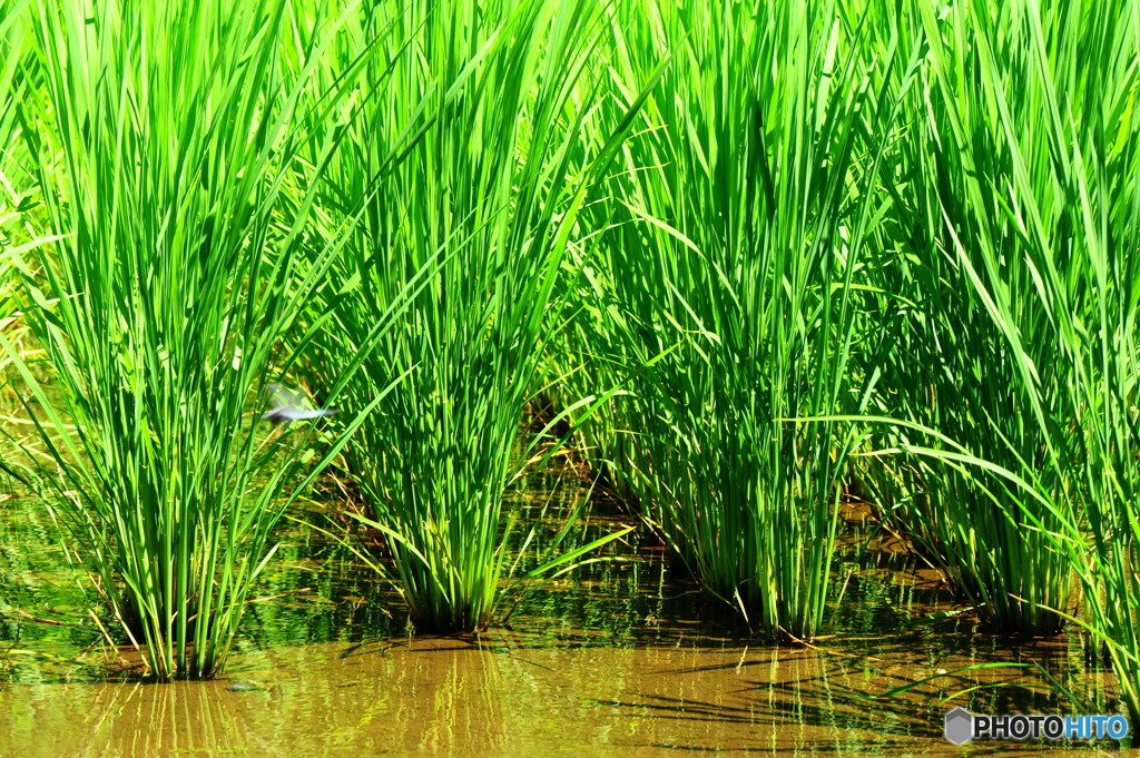 フィールドクラブ17