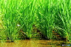 フィールドクラブ17