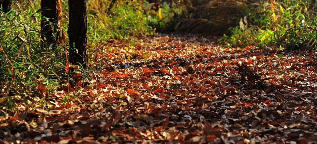 落葉の散歩道