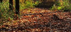 落葉の散歩道