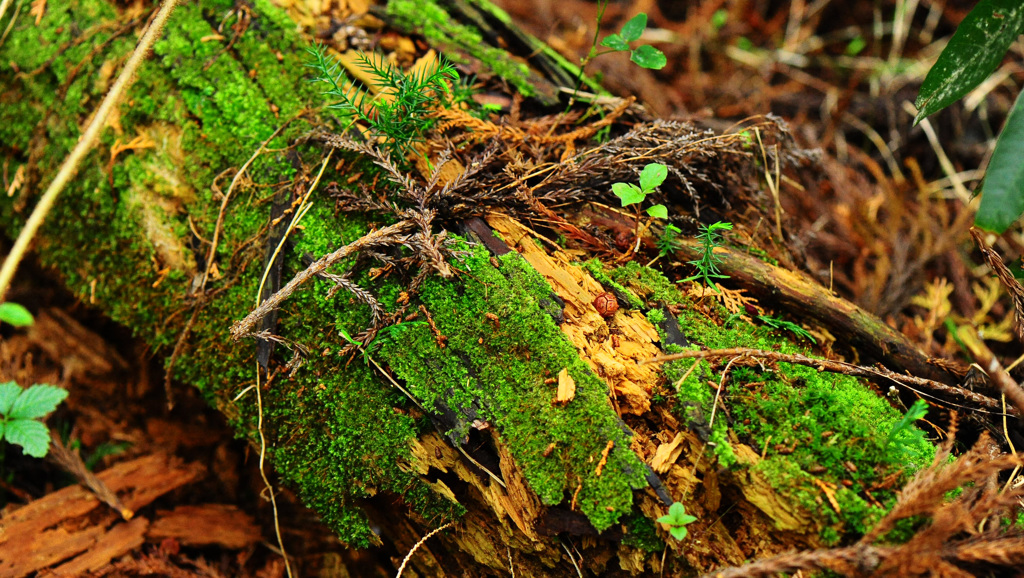 朽木の苔