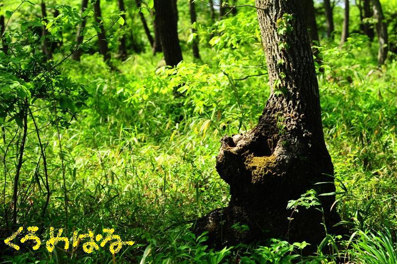 カブトムシたちのお宿