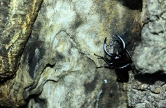 出てきました。