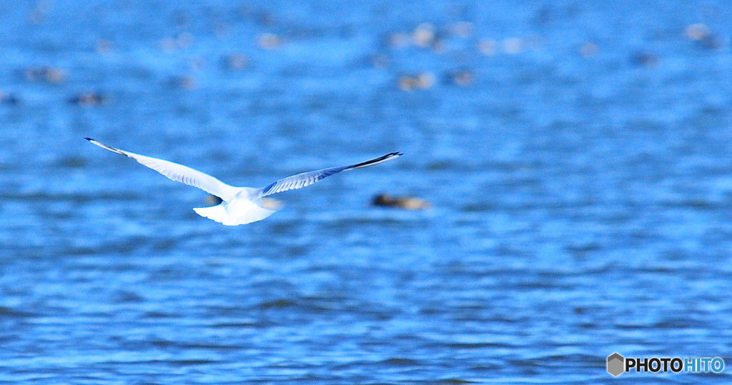 白鳥の湖3