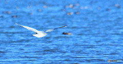 白鳥の湖3