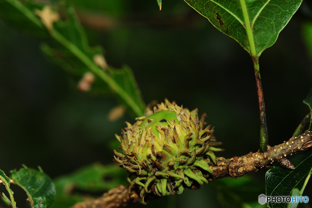 クヌギクラブ48