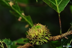 クヌギクラブ48