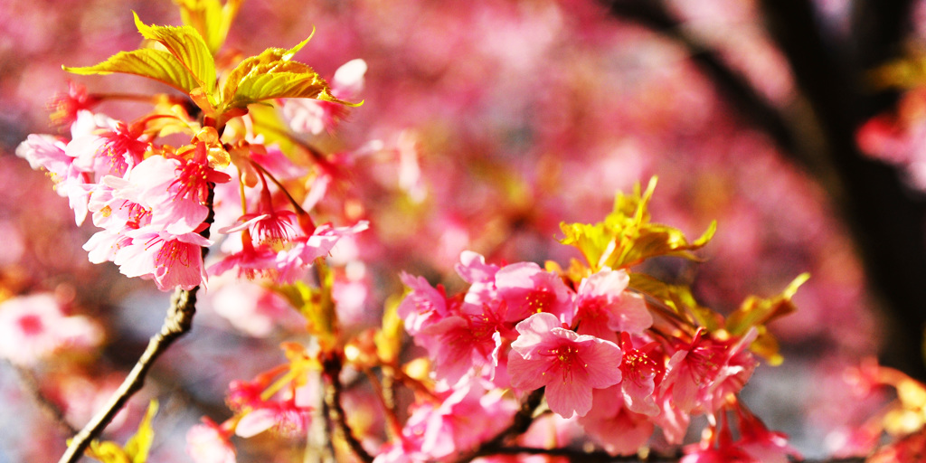 河津桜