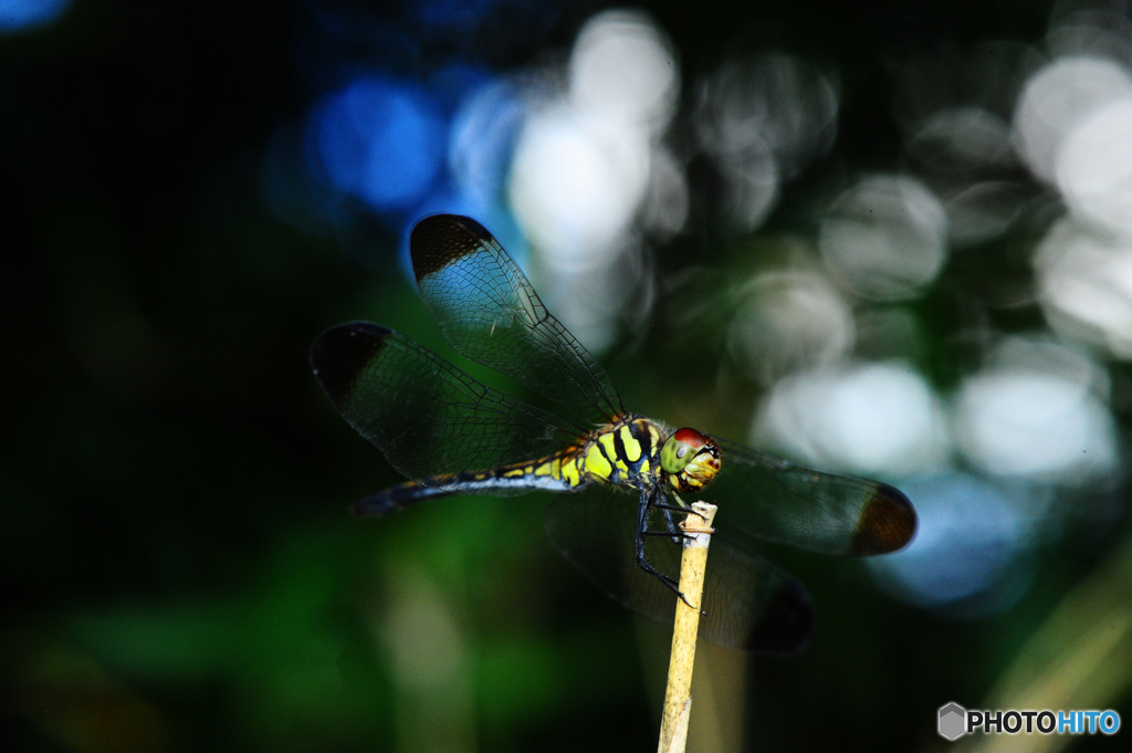 フォレストクラブ11