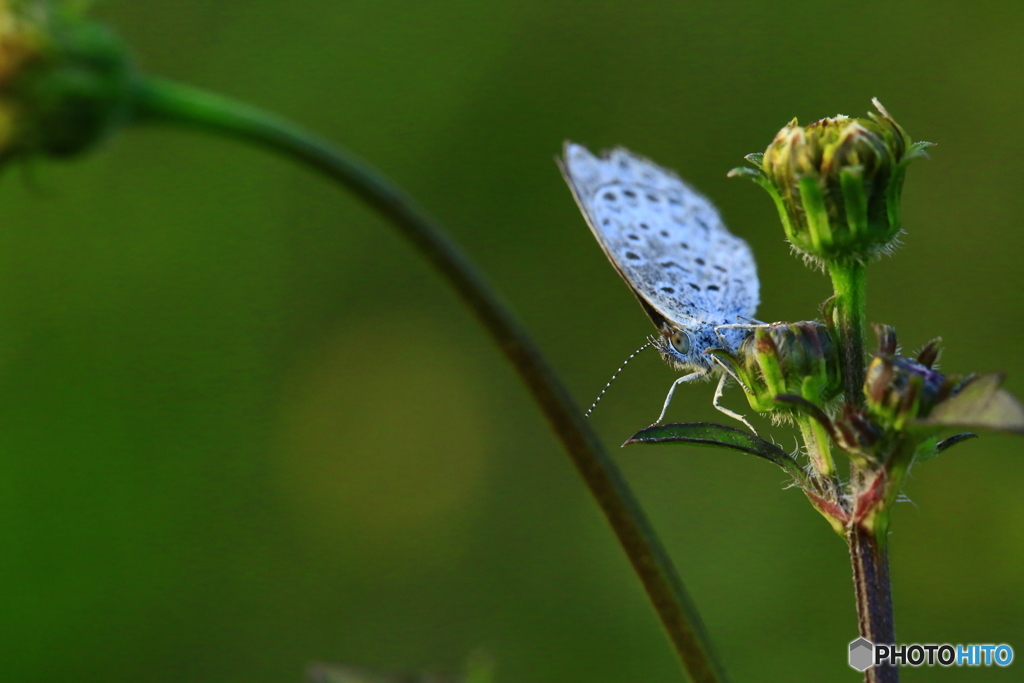フィールドクラブ78